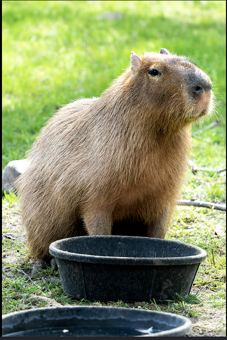 Capybara